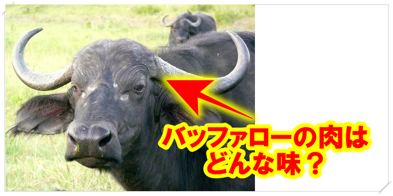 バッファローの肉の味は美味しいの 松田翔太の好物で話題に 話題に困る日々が無くなるブログ